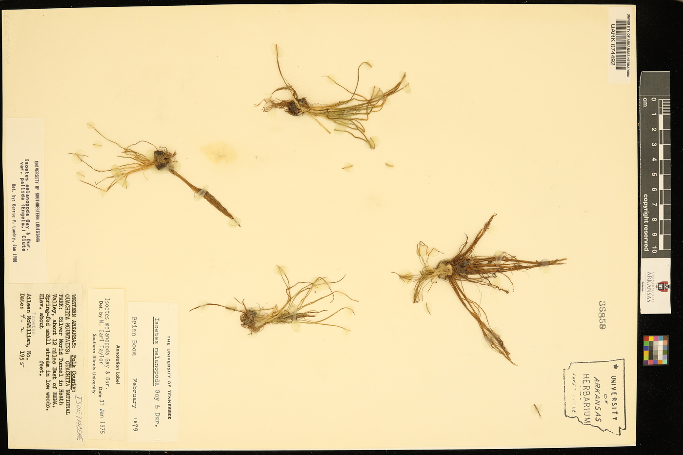 Isoëtes melanopoda subsp. melanopoda image