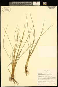 Isoëtes melanopoda image
