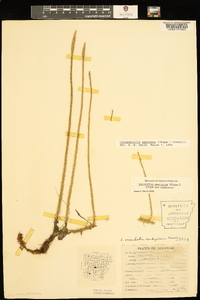 Lycopodiella appressa image