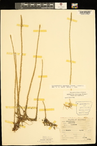 Lycopodiella appressa image