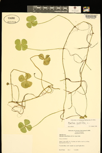 Marsilea quadrifolia image