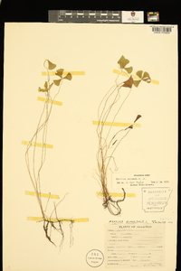 Marsilea vestita subsp. vestita image