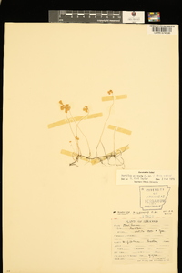 Marsilea vestita subsp. vestita image