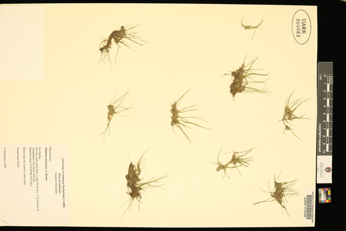 Pilularia americana image