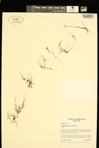 Pilularia americana image