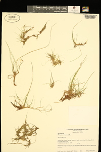 Pilularia americana image