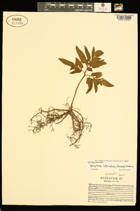 Sceptridium biternatum image