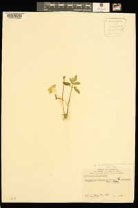 Sceptridium biternatum image