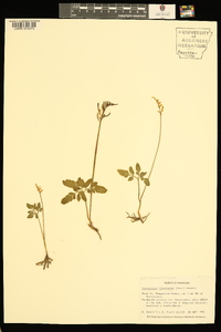 Sceptridium biternatum image