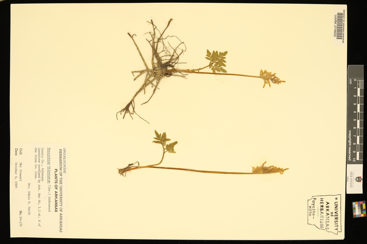 Sceptridium biternatum image