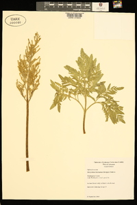 Sceptridium biternatum image