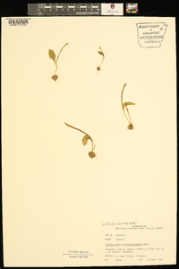 Ophioglossum crotalophoroides image