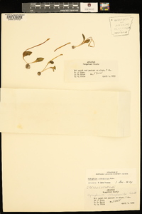 Ophioglossum crotalophoroides image