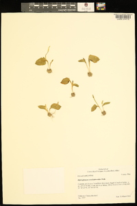 Ophioglossum crotalophoroides image