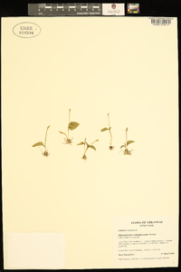 Ophioglossum crotalophoroides image