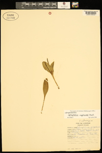 Ophioglossum engelmannii image