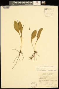 Ophioglossum engelmannii image