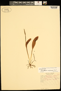 Ophioglossum engelmannii image