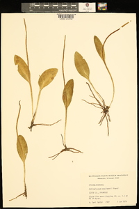 Ophioglossum engelmannii image