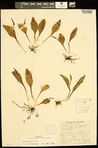 Ophioglossum engelmannii image