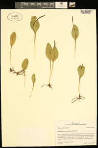 Ophioglossum engelmannii image