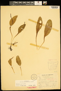 Ophioglossum engelmannii image