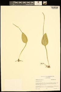 Ophioglossum vulgatum image