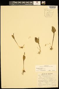 Ophioglossum vulgatum image