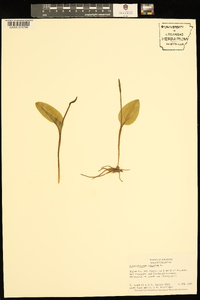 Ophioglossum vulgatum image