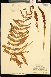 Osmundastrum cinnamomea image