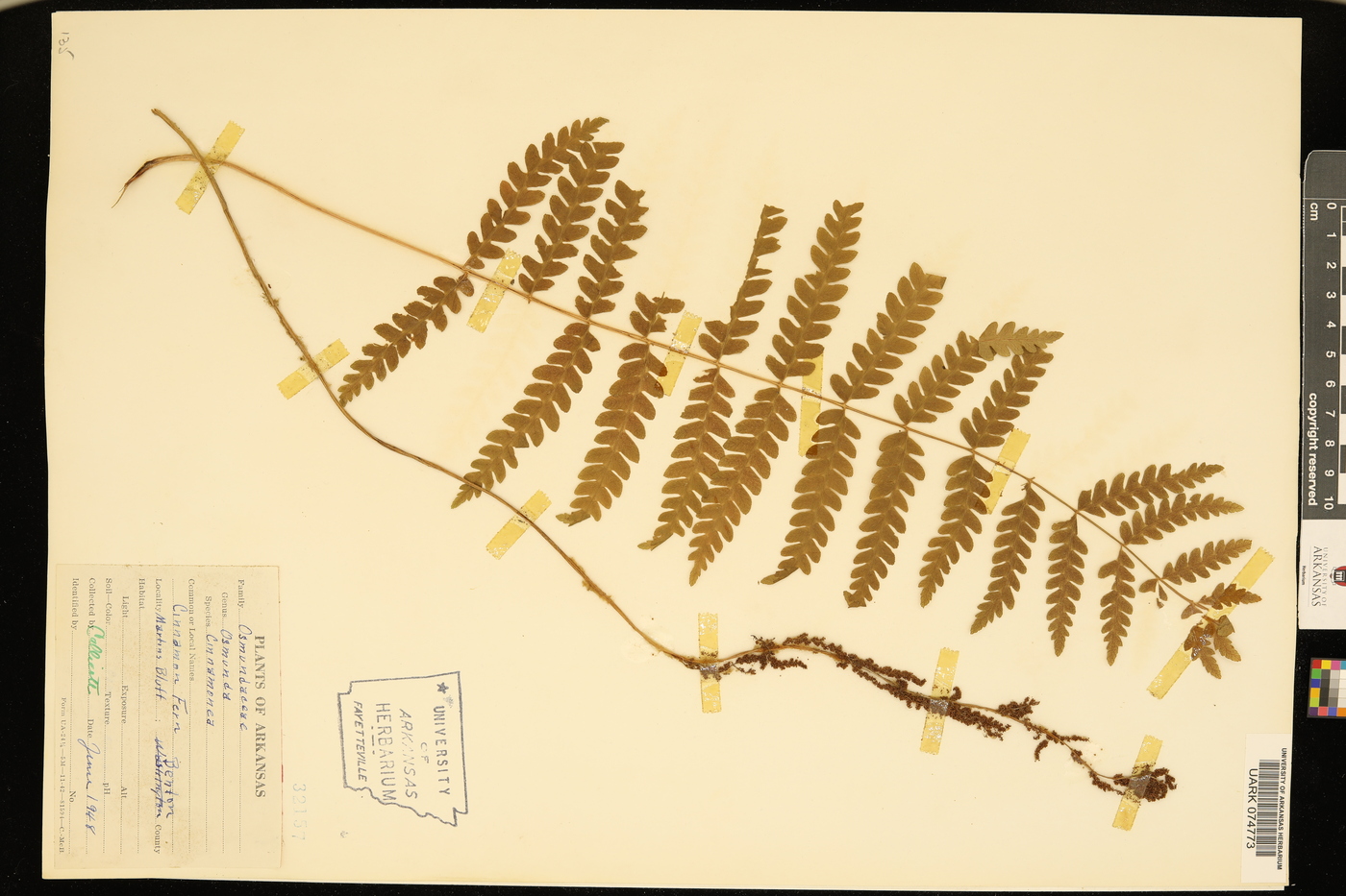 Osmundastrum cinnamomea image