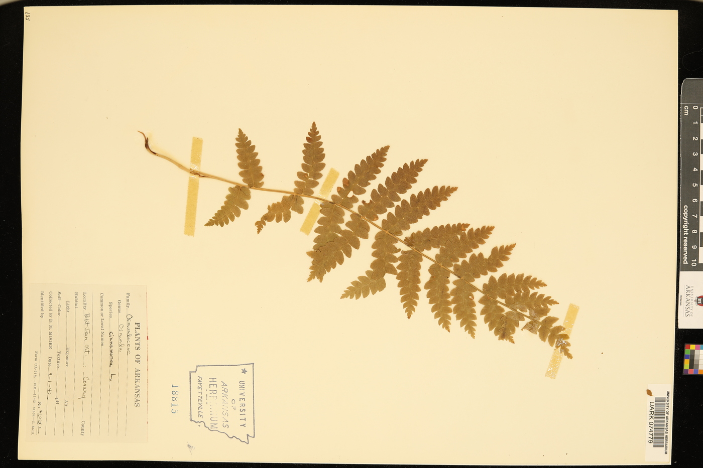 Osmundastrum cinnamomea image