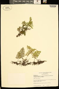 Pleopeltis polypodioides image