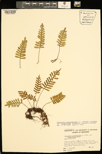 Pleopeltis polypodioides image