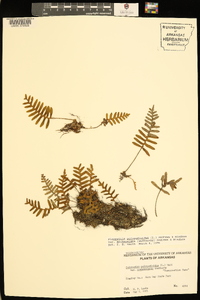 Pleopeltis polypodioides image