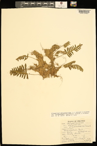 Pleopeltis polypodioides image