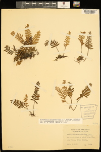 Pleopeltis polypodioides image