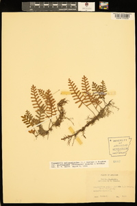 Pleopeltis polypodioides image