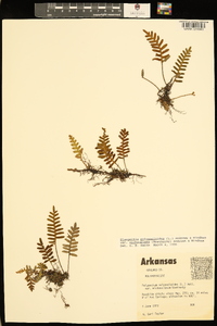 Pleopeltis polypodioides image