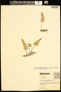 Pleopeltis polypodioides image