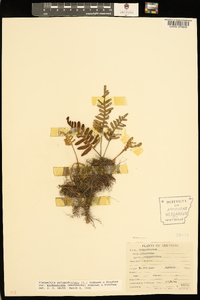 Pleopeltis polypodioides image