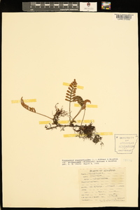 Pleopeltis polypodioides image