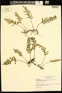 Pleopeltis polypodioides image