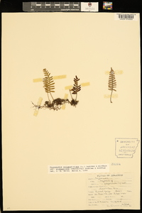 Pleopeltis polypodioides var. michauxiana image