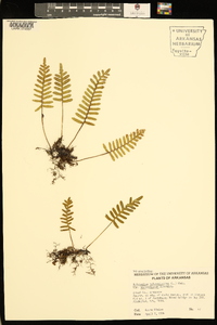 Pleopeltis polypodioides var. michauxiana image