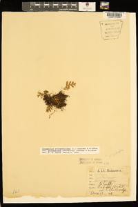 Pleopeltis polypodioides image