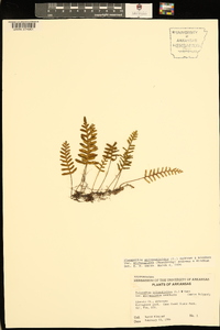 Pleopeltis polypodioides image