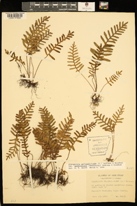 Pleopeltis polypodioides image