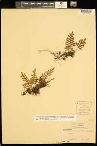 Pleopeltis polypodioides var. michauxiana image