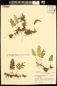 Pleopeltis polypodioides image